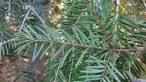 Image result for Pseudovigna