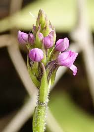 Image result for Disa stairsii
