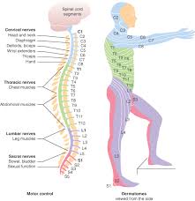 Segmental Control By The Cord Spinal Research Spinal Cord Injury Levels Spinal Cord Physical Therapy Assistant