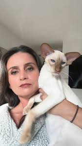 Oriental shorthair cat pictures