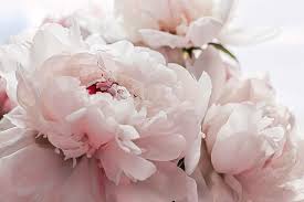 Peonies can be grown in full sun or partial shade. Pink Peonies Flowers Near Me
