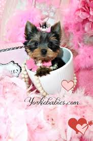 Saves more dogs from puppy mill. Teacup Yorkie Teacup Yorkies Yorkies For Sale Micro Teacup Puppies Yorkiebabies Com 954 324 0149