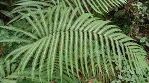 Image result for Amblovenatum