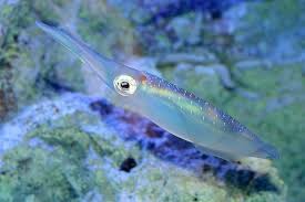 Kalmar straddle carrier data sheet boosting productivity with every container move kalmar is the world leader in straddle carriers. Kalmar Tier Steckbrief Fur Kinder Schule