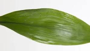 Image result for Kořenokvětka Aspidistra