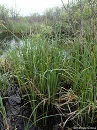Image result for Carex lycurus