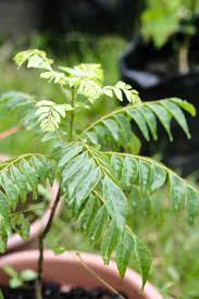 The seed is the pit of the fruit and can either be cleaned or the entire fruit may be sown. How To Grow Curry Leaf Trees Gardener S Path