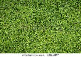 Stock Photos Royalty Free Images And Vectors Texture Photography Plant Texture Texture Inspiration