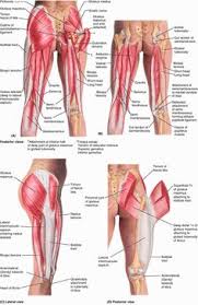 You can download rhpinterestcom back muscle low female lower. Lower Back Muscles