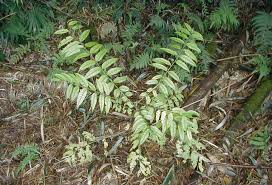 Image result for Cedrela