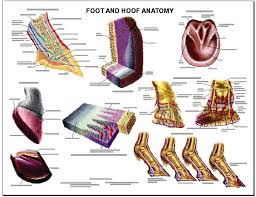 Equine Foot And Hoof Anatomy Laminated Chart Lfa 2540