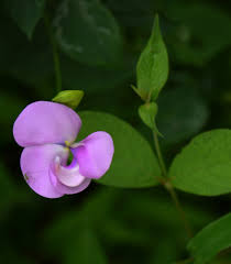 Image result for Vigna vexillata