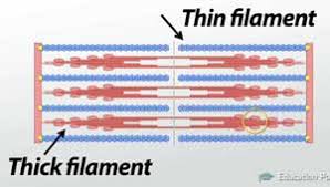 Cardiac muscle tissue is only found in the heart, and cardiac contractions pump blood throughout the body and maintain blood pressure. Muscle Contraction Actin And Myosin Bonding Video Lesson Transcript Study Com