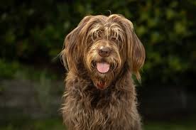 Image result for labradoodle