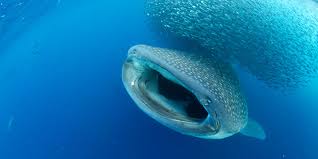 El tiburón ballena, conocido también como dámero, es el gigante de los mares: Descubren Una Nueva Especie De Crustaceo En La Boca De Un Tiburon Ballena National Geographic En Espanol