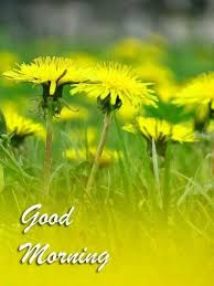 Pin By Tammy Sellers On Morning Quotes Good Morning Morning Wish Herbs