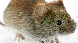Request an appointment at mayo clinic Hantavirus Symptome Hantavirus Rki Rechnet Mit Noch Mehr Infektionen Augsburger Allgemeine