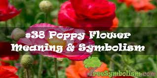 We did not find results for: 38 Poppy Flower Meaning Symbolism