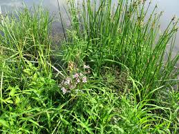 Image result for Schoenoplectus muriculatus