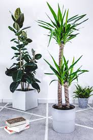 Image result for yucca gigantea en casa