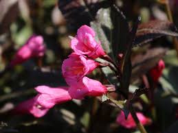 Send flowers florida, we have it and you can get it any day of the week from the best florist in orlando. Weigelie Victoria Weigela Florida Victoria Baumschule Horstmann