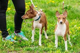 Dogs with flowing mane look beautiful, but much like human hair, long doggie fur need constant care. Short Haired Small Dogs Breeds For Those That Hate To Groom