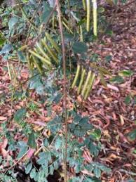 Image result for Indigofera erythrogramma