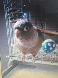 Green Cheek Conure Owners-Rescue-Breeders-Adoption & Rehoming