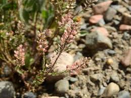 Image result for Lepidium bonariense
