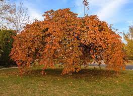 Growing a weeping cherry tree. Weeping Cherry Tree Autumn Colours Photograph By Merrillie Redden