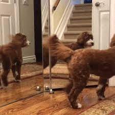 Beautiful Dog Sees Itself In The Mirror Cute Animals Animal Gifs Funny Animal Videos