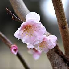 Image result for Prunus × blireana