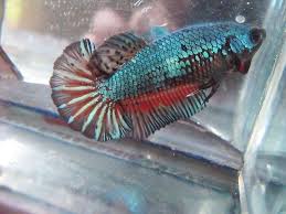 1476116 10152112233682425 14138647 N Jpg 720 540 Pixels Fish Pet Pets Betta