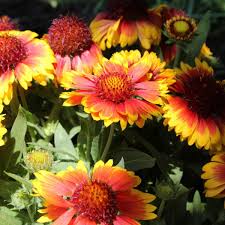 Check spelling or type a new query. 23 Sun Loving Perennials Every Garden Needs Gardening