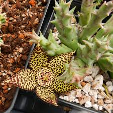 Image result for Euphorbia halipedicola