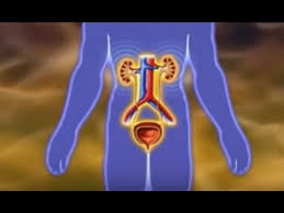 Kidney Stones Causes And Symptoms Eng Sub Youtube