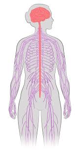 I hope it helped you understand the. Nervous System Labeled Diagram Human Anatomy