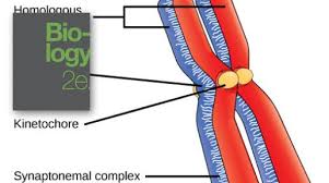 Image result for Meiosperma
