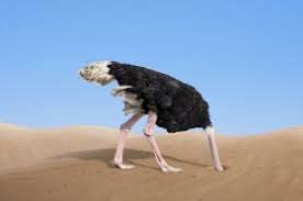 Scared ostrich burying its head in sand. Do Ostriches Really Bury Their Heads In The Sand Wonderopolis