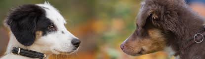 Dein gewaltfreies und faires hundetraining im münchner süden. Welpentraining Hundetraining Tine Schroder