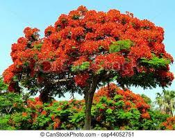 Image Result For Red Flowering Acacia Tree Flowering Trees Acacia Tree Tree