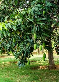 Image result for Mangifera indica
