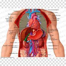Find the perfect anatomy of the chest organs stock photos and editorial news pictures from getty images. Abdomen Thorax Homo Sapiens Organ Anatomy Others Transparent Background Png Clipart Hiclipart