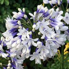 Agapanthus Twister Lily Of The Nile Agapanthus Twister Is A Striking Bicolour With Rich Blue And White F Agapanthus Blue Flowers Garden Biennial Plants