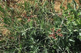 Image result for Cyphostemma omburense