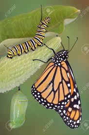 A Monarch Butterfly Caterpillar And Chrysalis Are Displayed Butterfly Monarch Butterfly Butterfly Life Cycle