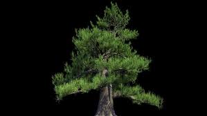 Old trees of ponderosa pine (pinus ponderosa dougl. 4k Japanese Pine Tree Growing Timelapse By Footager Videohive