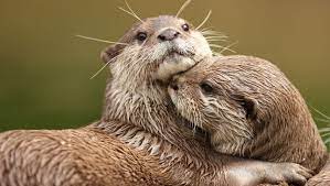 8 Adorable Otter Videos Will Make You Smile Otters Animals Wild Animals Beautiful