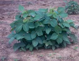 Image result for Macrotyloma africanum