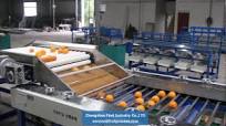 orange sorting grading machine, lemon grading, fruit grader (first industry)